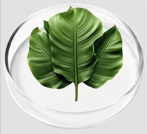 Banana Leaf