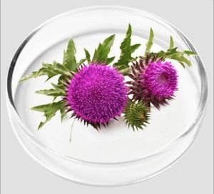 Milk Thistle flowers